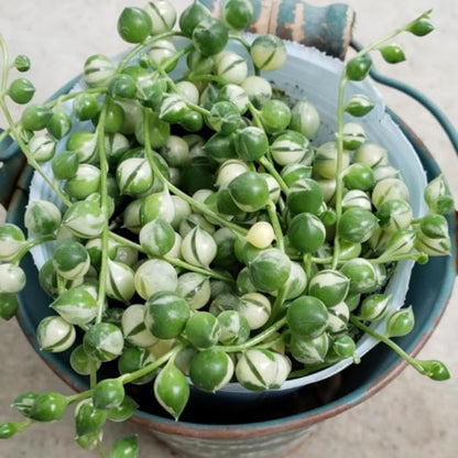 String of Pearls Plant Live 4 Inch Pot, Rare Succulents Plants in Hanging Baskets, Trailing Succulent Houseplant for Home Office (Variegated String of Pearls)