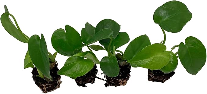 ragnaroc Monstera Deliciosa 2ct – Live Plant for Indoor Outdoor Use, Garden & Landscaping – Live Arrival Guaranteed