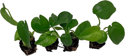 ragnaroc Monstera Deliciosa 2ct – Live Plant for Indoor Outdoor Use, Garden & Landscaping – Live Arrival Guaranteed