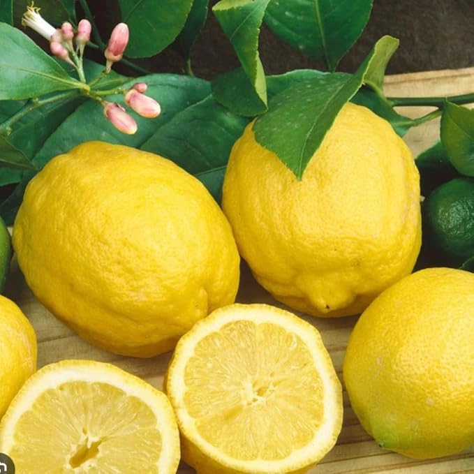 Meyer Lemon Tree Live Plant, Citrus Starter Plant 2-4” Tall in 4” Pot, Fragrant Yellow Citrus Tree
