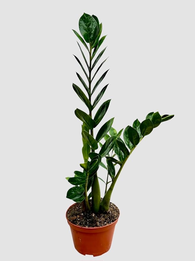 ZZ Plant in 6-inch Pot, Green Zamioculcas Zamiifolia, Indoor Air Purifying Plant for Home and Office Decor (1)