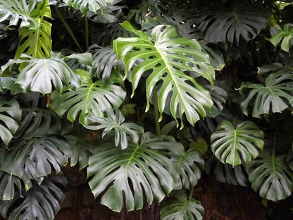 GARDENERA Monstera Borsigiana Soil Mix - Expertly Formulated for Strong Root Development - 2 Quart