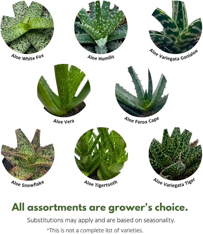 BubbleBlooms Aloe Assortment 4 inch Pots Set of 3