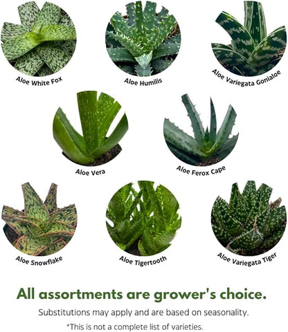 BubbleBlooms Aloe Assortment 4 inch Pots Set of 3