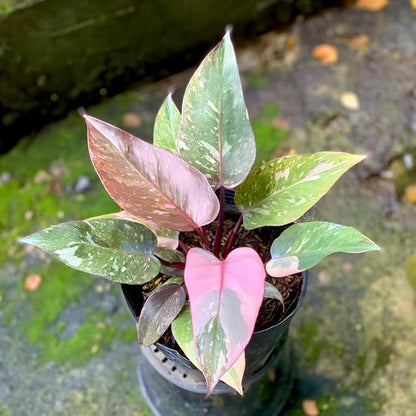 Philodendron Pink Princess Live Plant | Pink Princess Philodendron in 4 Inch Pot | Easy Plants Live Houseplants for Home & Office Décor