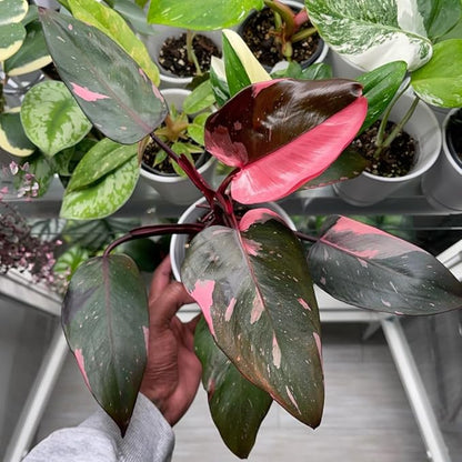 Pink Princess Philodendron Live Plant | Easy Plants Live Houseplants with 4 Inch Pot | Philodendron Pink Princess Plant for Indoor Home & Office