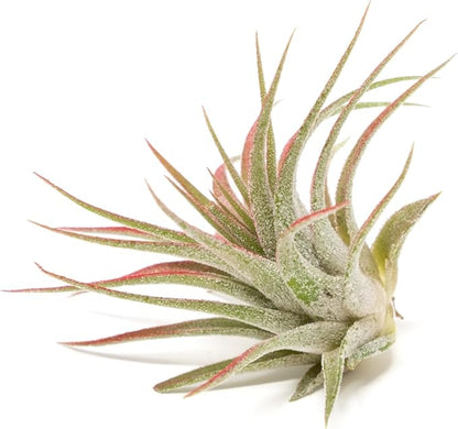 Red Colorful Tillandsia Air Plants - Long Lasting Color Enhanced Live Tillandsia Succulent House Plants - Home and Garden Decor - Easy Care Indoor/Outdoor Plants (Ionantha Rubra, Single)