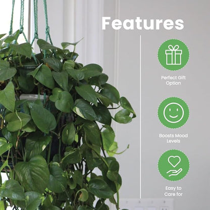 American Plant Exchange Golden Pothos – Live 8-Inch Hanging Basket, Devil’s Ivy, Easy-Care Air Purifying Houseplant, Fast-Growing Trailing Vine for Hanging Planters, Indoor Home or Office Décor