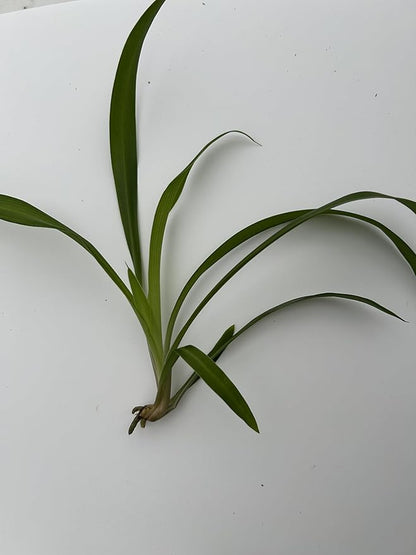6 Pack Spider Plant Babies ~ Collectors Pack 6 Varieties ~ Airplane, Reverse, Hawaiian, Bonnie Curly, OG Green, Green Ocean - Live Starter Plants ~ Air Purifying, Low Maintenance, Easy Houseplant