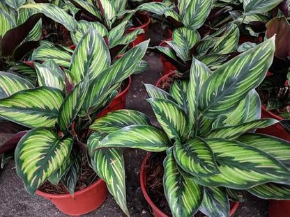 Elevate Your Space with Gardenera's Organic Potting Mix - Tailored for Thriving Calathea Plants and Captivating Leaves - 2 Quart