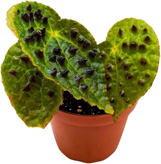 Begonia Ferox Rare with Spikes 4 inch