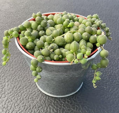 Sprout N Green 4" String of Pearls with Vintage Metal Pot, Live Trailing Succulent House Plant for Home Office Wedding Hanging Decoration, DIY Projects, Party Favor