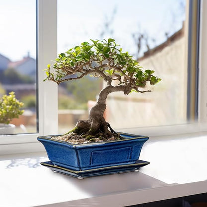 Bonsai Pots Small Shallow Succulent Planters for Live Bonsai Trees Set of 2, 7.5" Ceramic Pot for Succulents Indoor with Drainage Hole and Saucer, Outdoor Cactus Plant Bonsai Pot