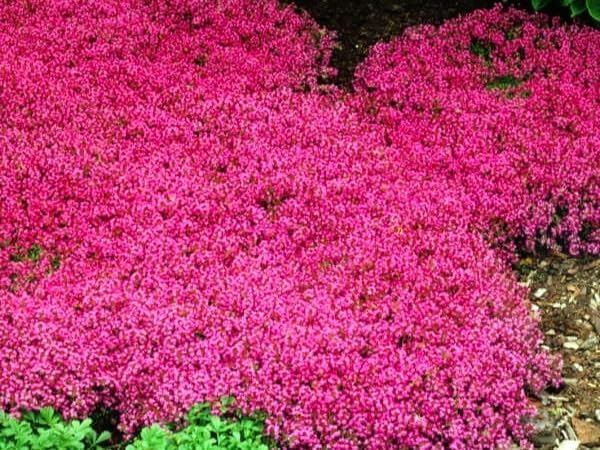 Greenwood Nursery: Live Ground-Cover Plants - Red Creeping Thyme + Thymus Praecox 'Coccineus' - [Qty: 2X Pint Pots] - (Click for Other Available Plants/Quantities)