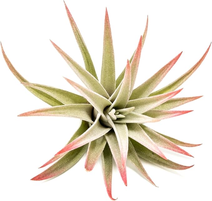 Red Colorful Tillandsia Air Plants - Long Lasting Color Enhanced Live Tillandsia Succulent House Plants - Home and Garden Decor - Easy Care Indoor/Outdoor Plants (Harrisii, Single)