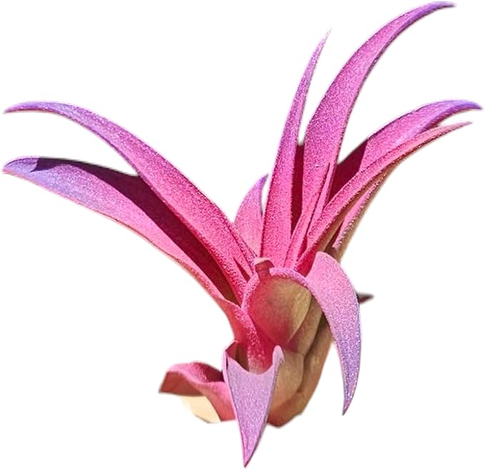 Rainforest Grown Capitata Fuchsia Purple Enhanced Air Plant - Live Tillandsia - 5 to 8 inches - 30 Day Guarantee