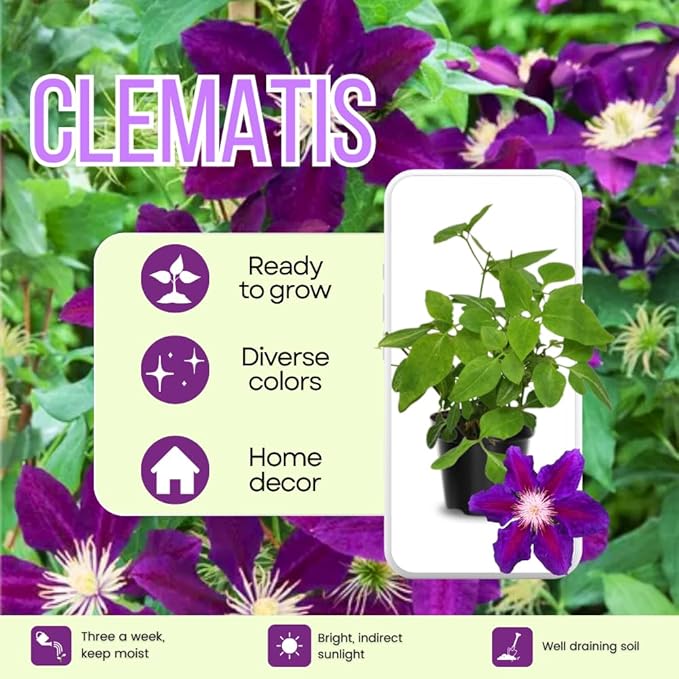 Deep Purple Clematis Vine Plant Live, Clematis Plant Live in 2.5 Inch Pot, Outdoor Garden