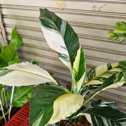 Set 2 Variegated Peace Lily Plants Indoor Live Plant, White Lily Flower Plant Live for Houseplant, 4 to 8 Inc Lily Plant for Indoor Outdoor Planting