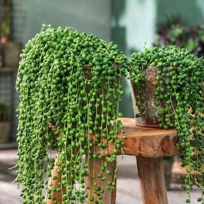 String of Pearls Plant Live for Indoor Outdoor Garden, String of Pearls Pot, Live String of Pearls Plant, Succulent Houseplants Decoration, Green String of Pearls, 2.5" Pot