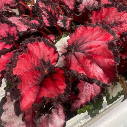 2 Begonia Live Plants Outdoor, Angel Wing Begonia Maculata Plants Live, 5-9" Tall, Ornamental Foliage Houseplant for Home or Office (Deep Red)