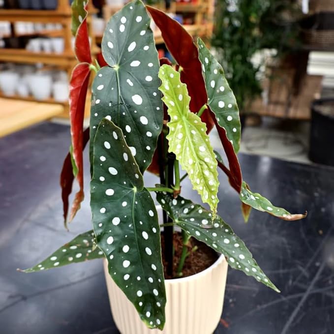 2 Begonia Live Plants Outdoor, Angel Wing Begonia Maculata Plants Live, 5-9" Tall, Ornamental Foliage Houseplant for Home or Office (Pink White Spot)