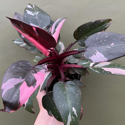 Pink Princess Philodendron Live Plant | Easy Plants Live Houseplants with 4 Inch Pot | Philodendron Pink Princess Plant for Indoor Home & Office
