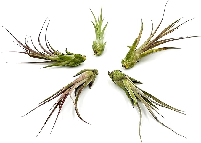 ragnaroc Live Air Plant – Tillandsia Capiput, Jumbo 6-9” - 1ct - Live Arrival Guaranteed - House Plants for Home Decor & Gift