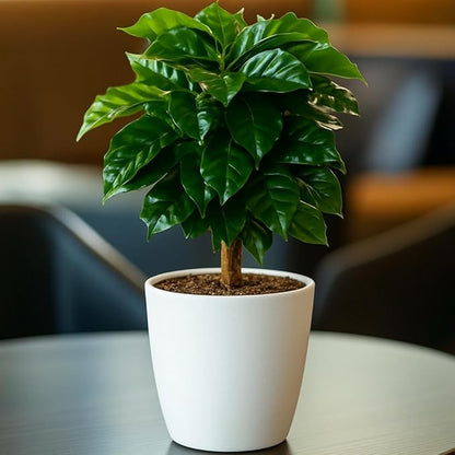 Live Arabica Coffee Plant in 6 Inch Pot| Suitable for Indoors or Patio | Tropical Houseplant for Beginners