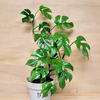 2 Rare Philodendron Live Plants Varieties Collection, Philodendrons Plants Size 5-9 Inc for Indoor Houseplant Décor, Ornamental Tropical Well-Rooted (Mini Monstera)