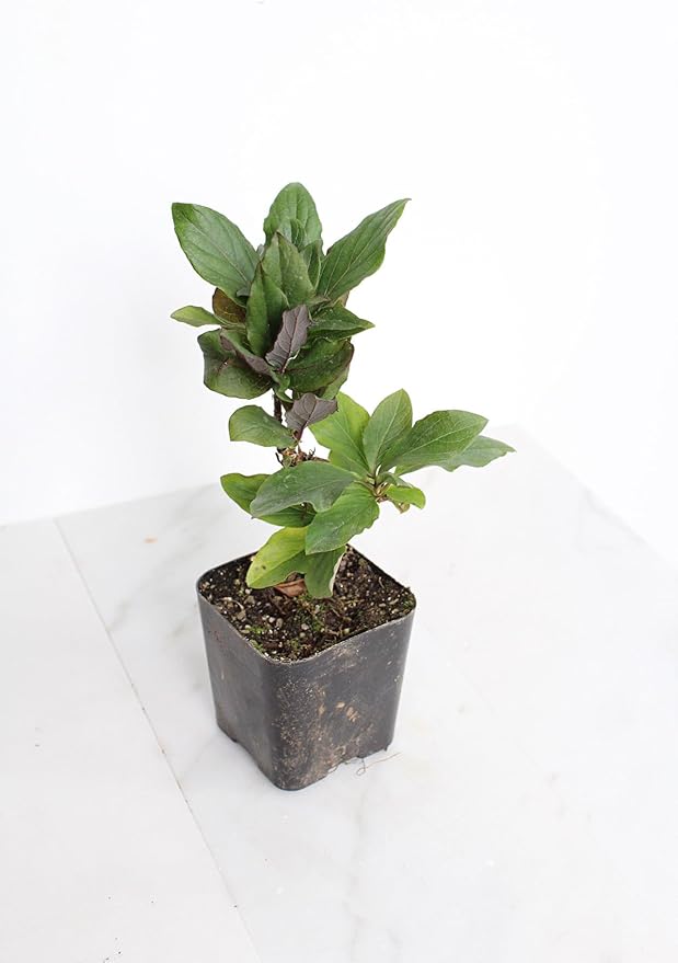 MyShelfie Purple Honeysuckle Vine Plant Fragrant Purple Flower (Lonicera Japonica Purpurea), Live Starter Plant with Purple Leaves, 2-Inch Pot