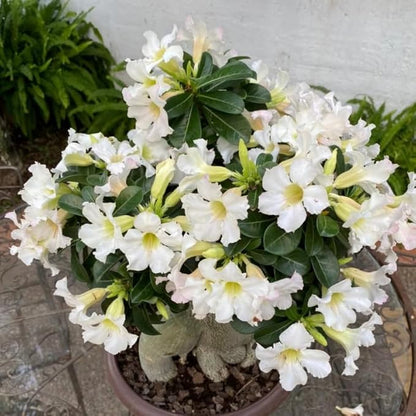 White Desert Rose Plant Live, Adenium Desert Rose Flowers, Perennial Flowers Succulent Plant, Vibrant Bloom, 4 to 7 Inch Tall, Well Rooted