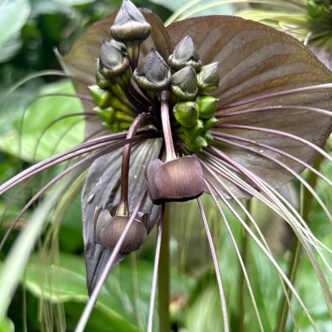 Black Bat Flower Live Plant, 4-8" Tall Bat Flower Plant, Tacca Chantrieri, Well Rooted Houseplant, No Pot