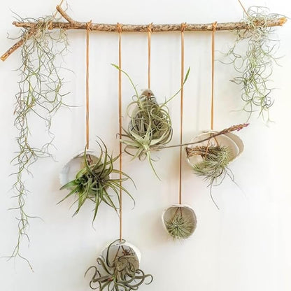 12 Tillandsia Air Plants, Live Succulents Indoor Plants, Assorted Airplants Variety for Decoration, Terrariums, and Office