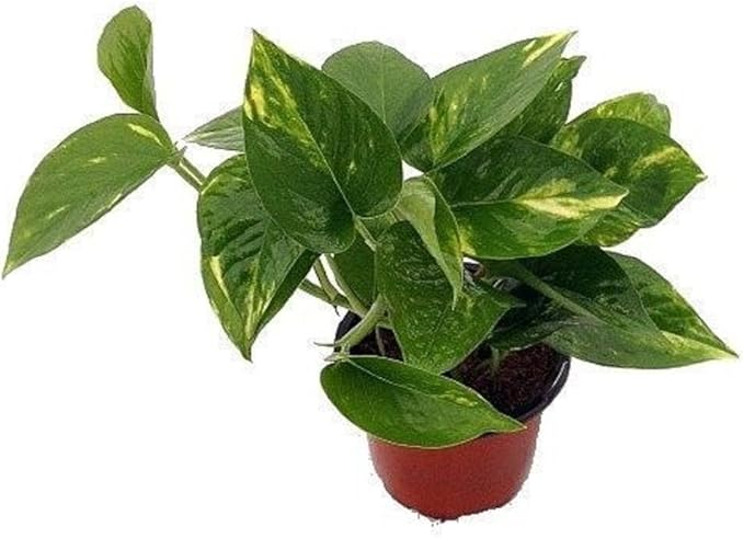 Golden Devil's Ivy - Pothos - Epipremnum - 4" Pot - Easy House Plant
