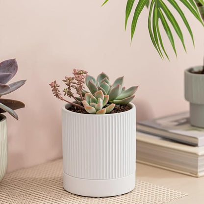Small Plant Pots, 4 Inch Pots for Indoor Plants, Modern Minimalist Ceramic Plant Pots with Drainage Hole & Saucer, White Set of 2