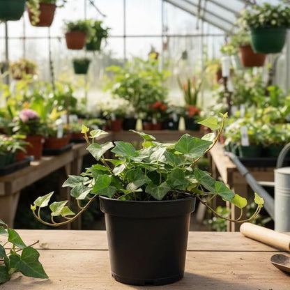 Green English Ivy Live Plant in 4 Inch Pot | Classic English Ivy Indoor Plant with Green Foliage | Easy-Care Trailing Houseplant for Shelves, Desks, Hanging Baskets & Home Décor