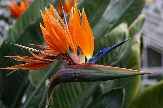 Live Orange & White Birds of Paradise Plant Variety - 'Birds of Paradise' Strelitzia nicolai - ragnaroc Tropical Plant 6-10” Tall - 2ct - Live Arrival Guaranteed - House Plants for Home Decor & Gift