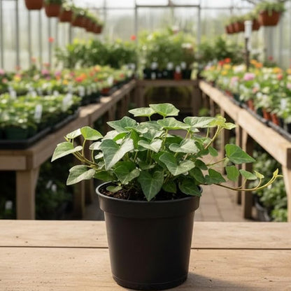 Green English Ivy Live Plant in 4 Inch Pot | Classic English Ivy Indoor Plant with Green Foliage | Easy-Care Trailing Houseplant for Shelves, Desks, Hanging Baskets & Home Décor
