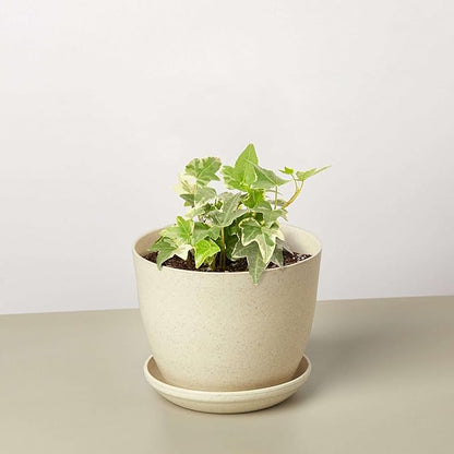 English Ivy Glacier Live Plant for Indoor | Different Houseplants in 3'' Pot | Real House Plant for Living Room, Office, Desk & Bathroom | English Ivy | Common Ivy