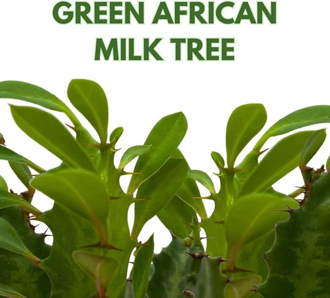 BubbleBlooms Original African Milk Tree, 4 inch Euphorbia trigona Green