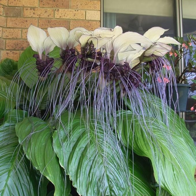 White Bat Flower Live Plant, 4-8" Tall Bat Flower Plant, Tacca Chantrieri, Well Rooted Houseplant, No Pot