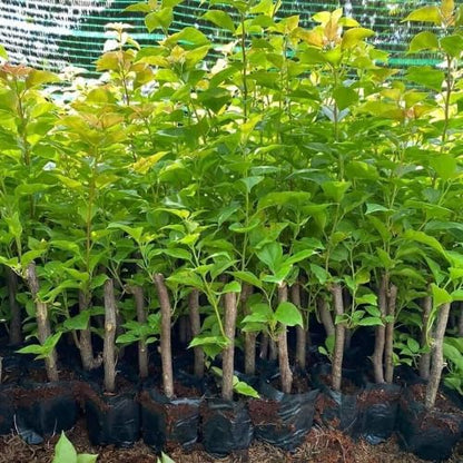 Set 2 Yellow Gold Bougainvillea Plants Live, 5-8" Perennial Colorful Bougainvillea Plant for Outdoor Garden, Patio, Well Rooted