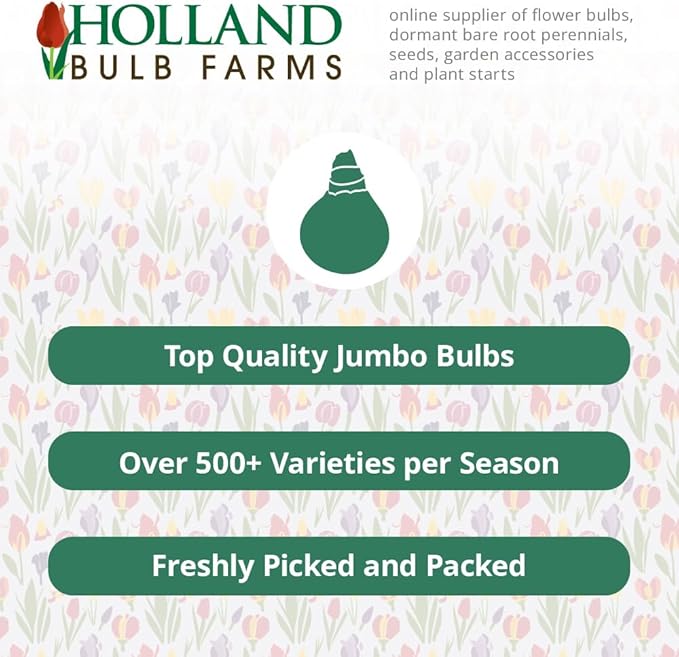 Holiday Spirit Indoor Potted Bulb Garden - Simply Water and Flowers Open in 3-6 Weeks - Pleasantly Scented - Grows Well in Containers - Gift Ready Flower Bulbs