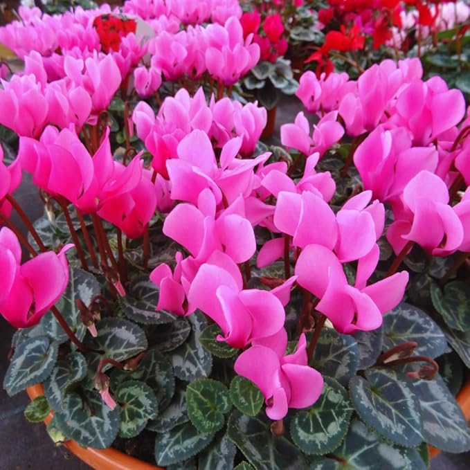 2 Pink Cyclamen Plants Live, Live Cyclamen Flower Plant, 4 Inc Pot