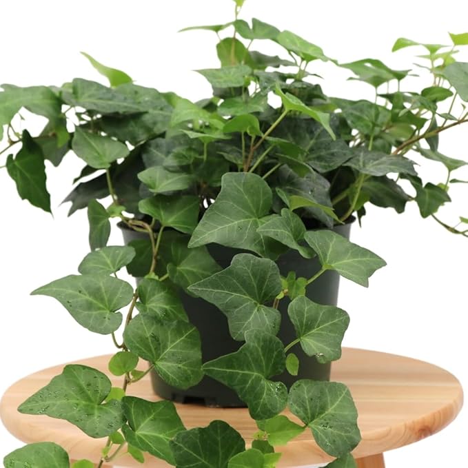 American Plant Exchange English Ivy – Live 6-Inch Potted Trailing Vine, Low-Maintenance Air-Purifying Houseplant for Hanging Baskets, Shelves & Indoor Home or Office Décor