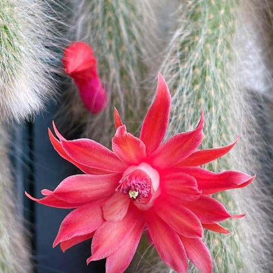Monkey Tail Plant Live for Planting, Home Decoration Monkeys Tail Cactus in 2 Inches Pot