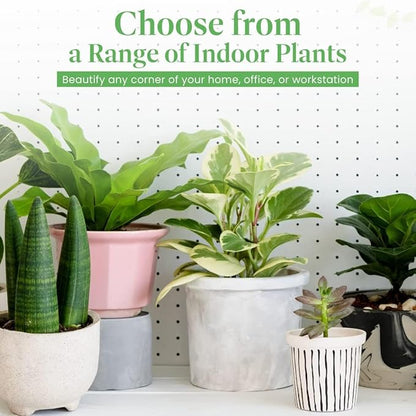 American Plant Exchange Live Calathea Makoyana – 6-Inch with Pot Cover – Pet-Friendly Tropical Houseplant with Patterned Leaves for Low Light Homes, Offices & Indoor Plant Décor