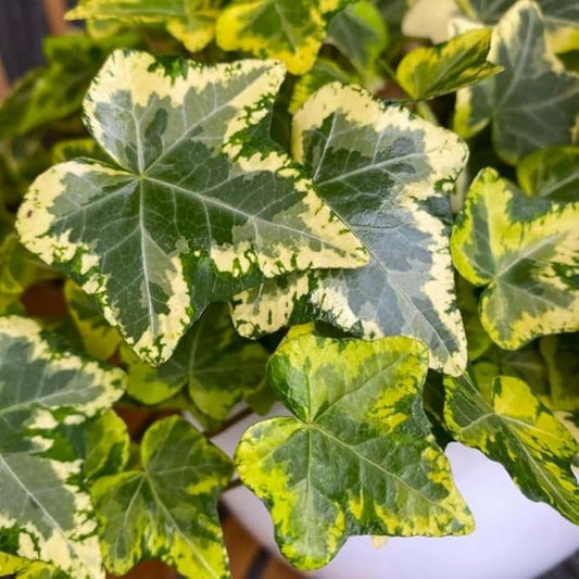 Live English Ivy Plant, Live Indoor Houseplant 4 Inch Pot, Hardy Groundcover, Trailing, Climbing Plants - Gold Ivy