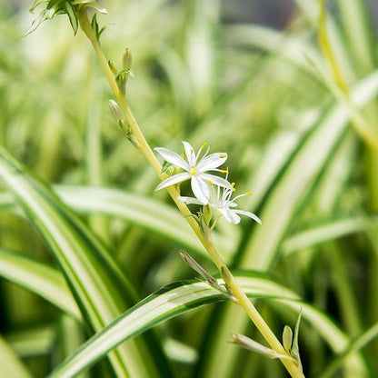 Perfect Plants Spider Plant in 6in. Midnight Blue Decor Pot | Live Houseplant for Indoor Growing | Easy to Care for & Keep Alive | Beautiful Green & White Variegated Leaves