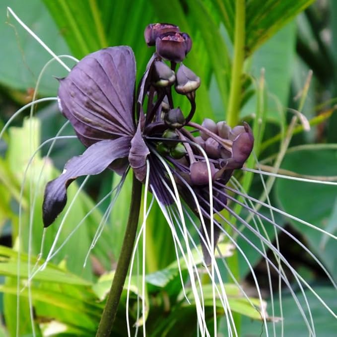 Black Bat Flower Live Plant, 4-8" Tall Bat Flower Plant, Tacca Chantrieri, Well Rooted Houseplant, No Pot
